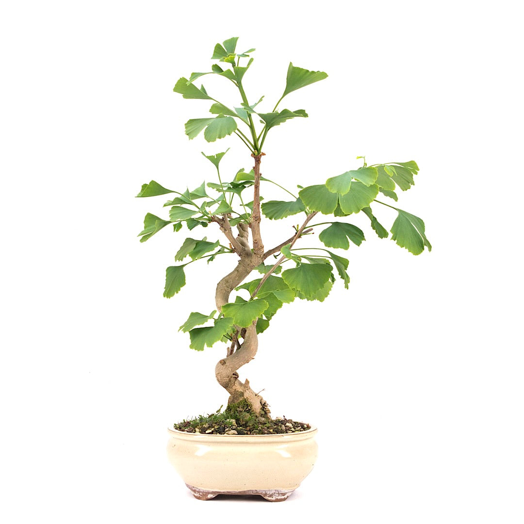 Ginkgo biloba 'Fächerblattbaum'